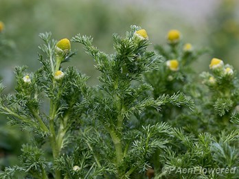 Plants in flower